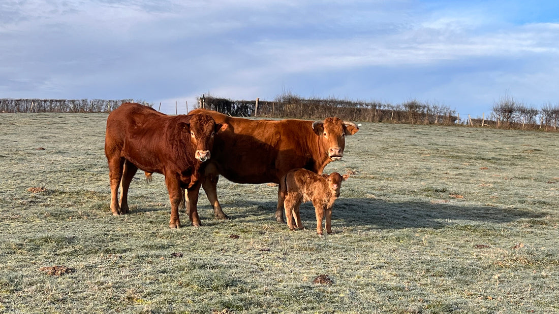 De la ferme à votre assiette : Les étapes du circuit court pour une viande d'exception