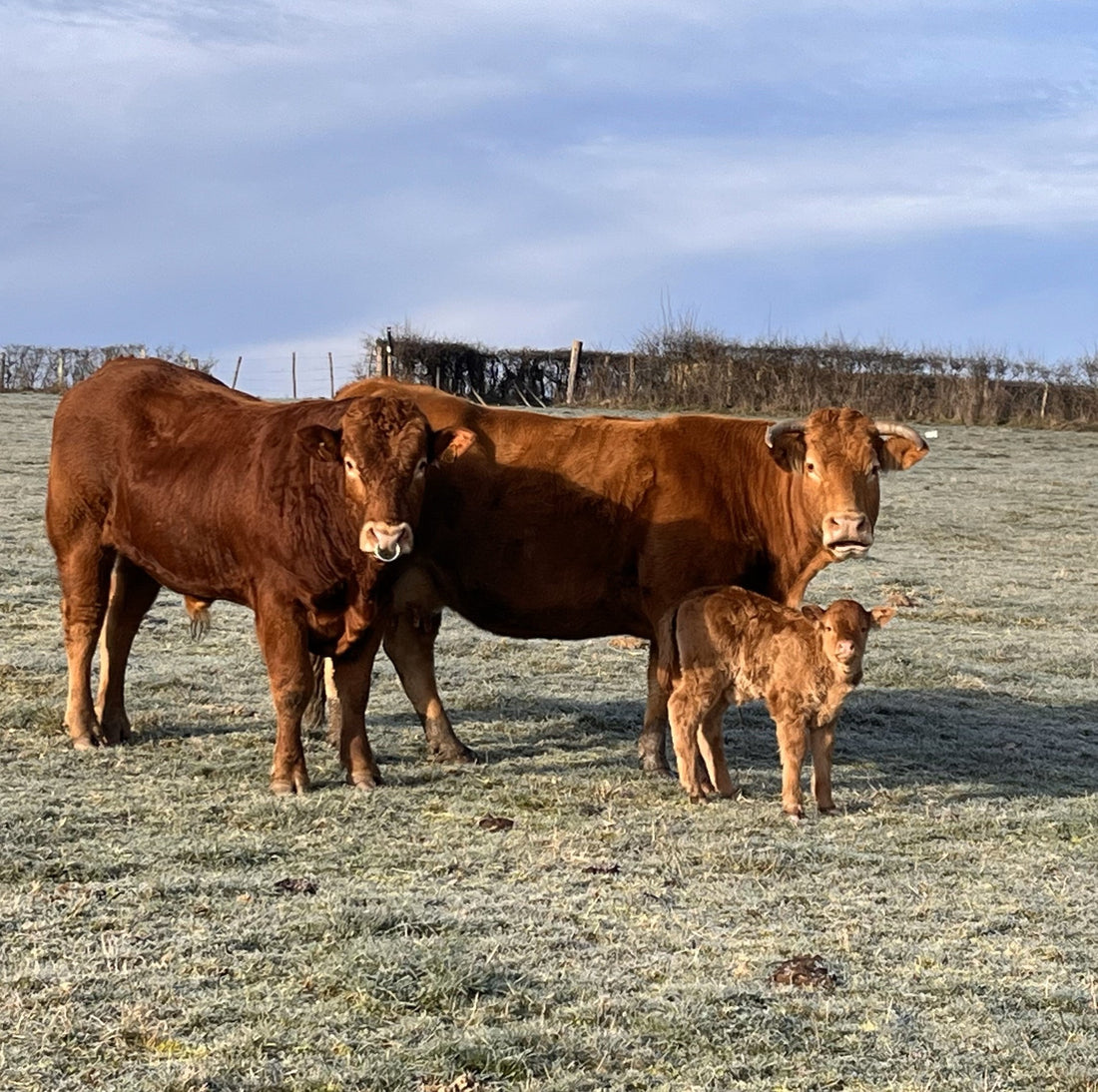 Acheter Viande directement du producteur - Limousin