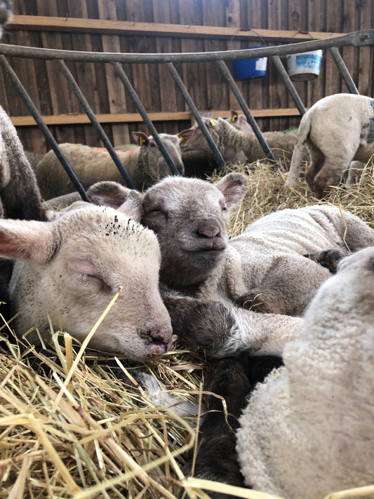 Agneau à la ferme