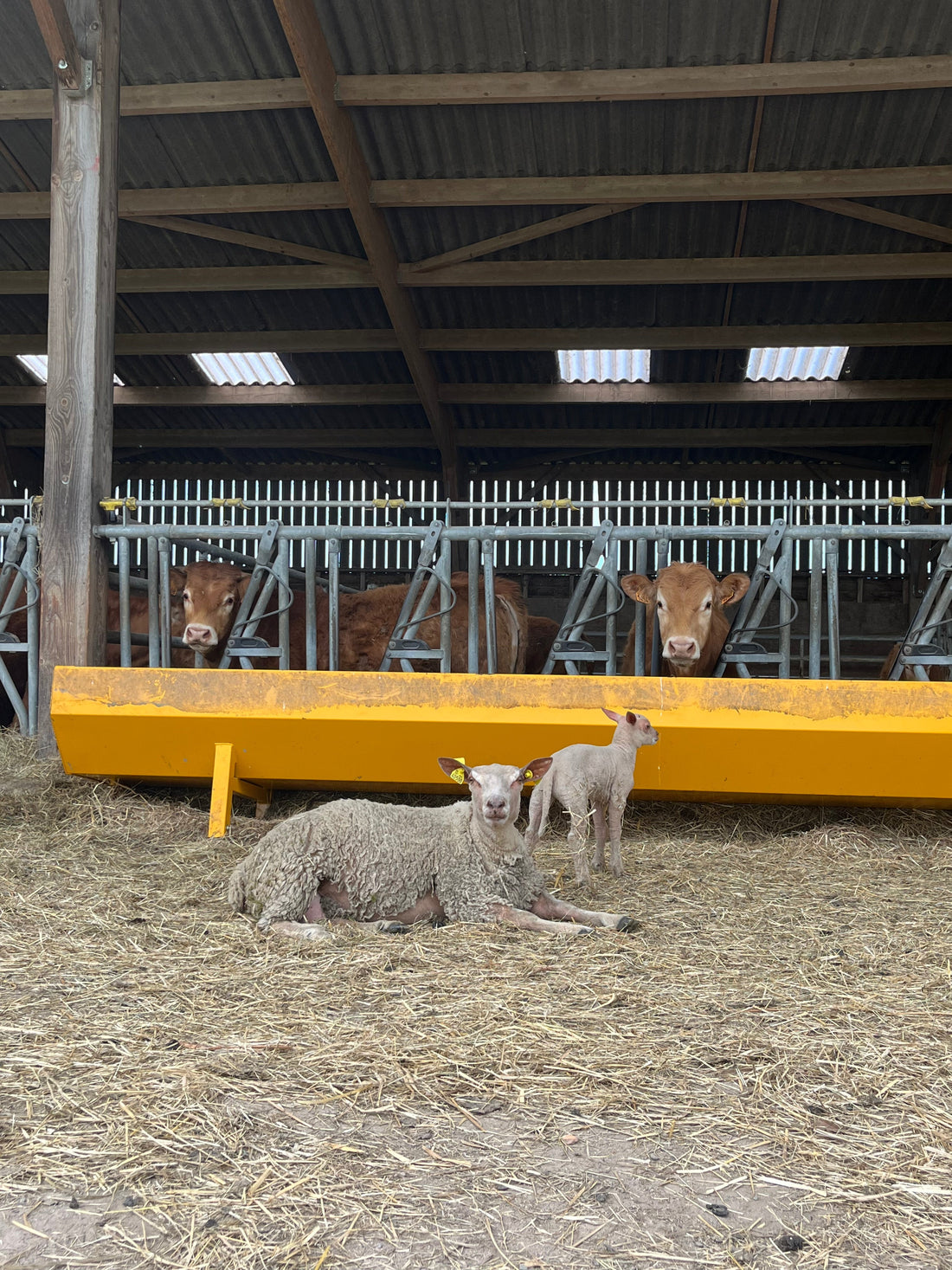 Brebis en limousin