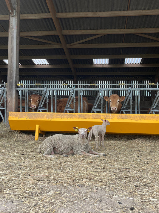 Brebis en limousin