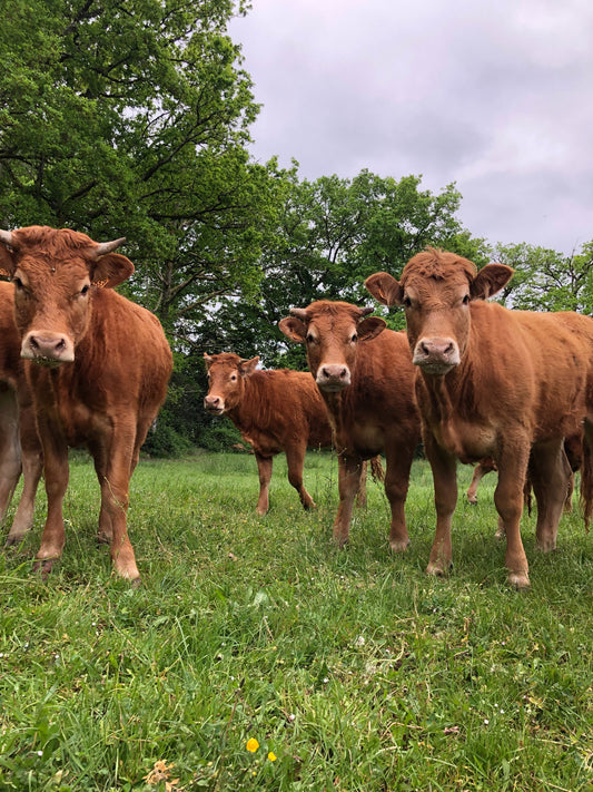 Vaches limousines