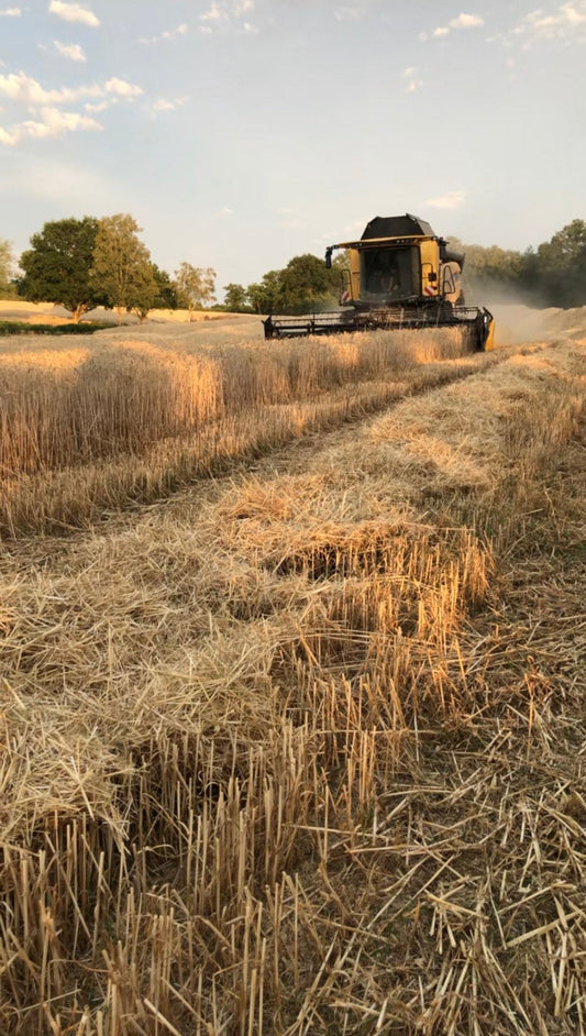 Moisson en limousin