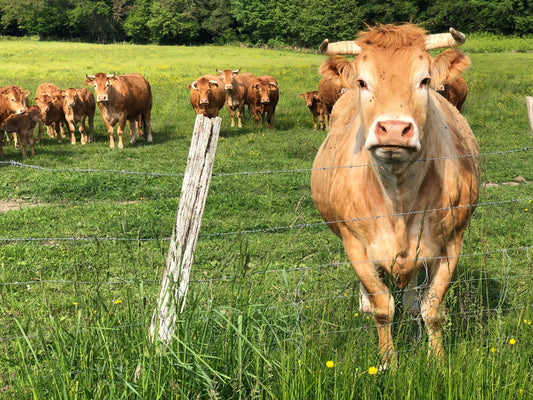 Acheter viande en direct producteur