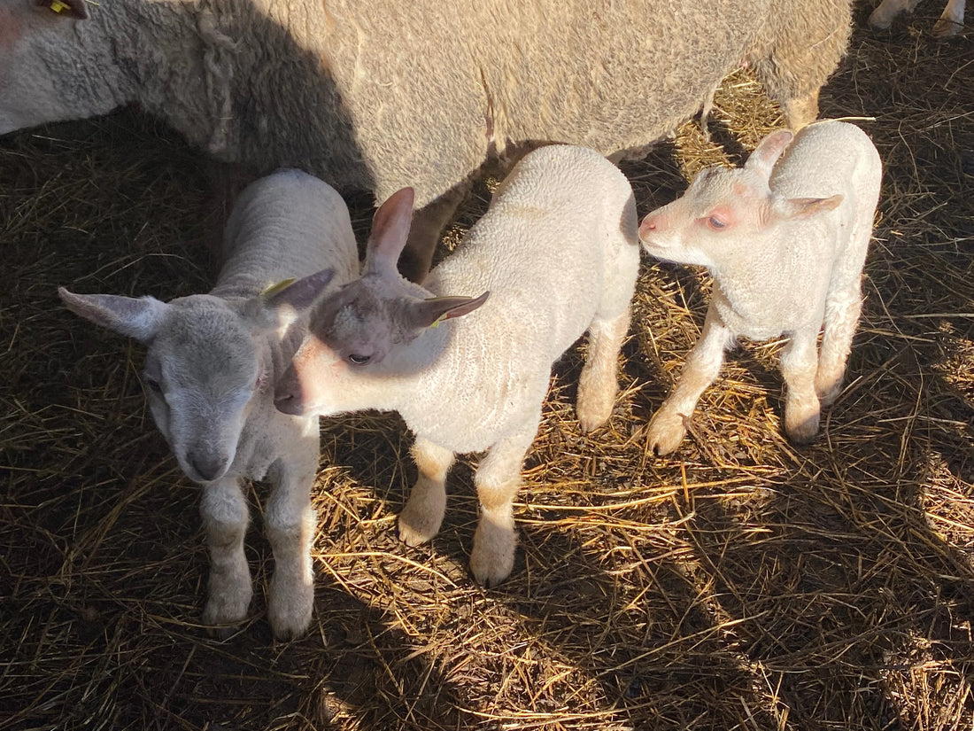 Petits agneaux