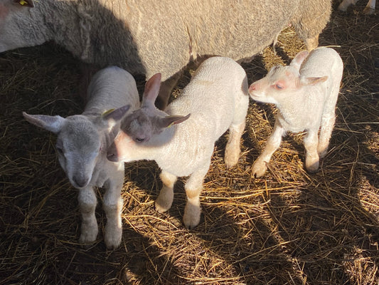 Petits agneaux