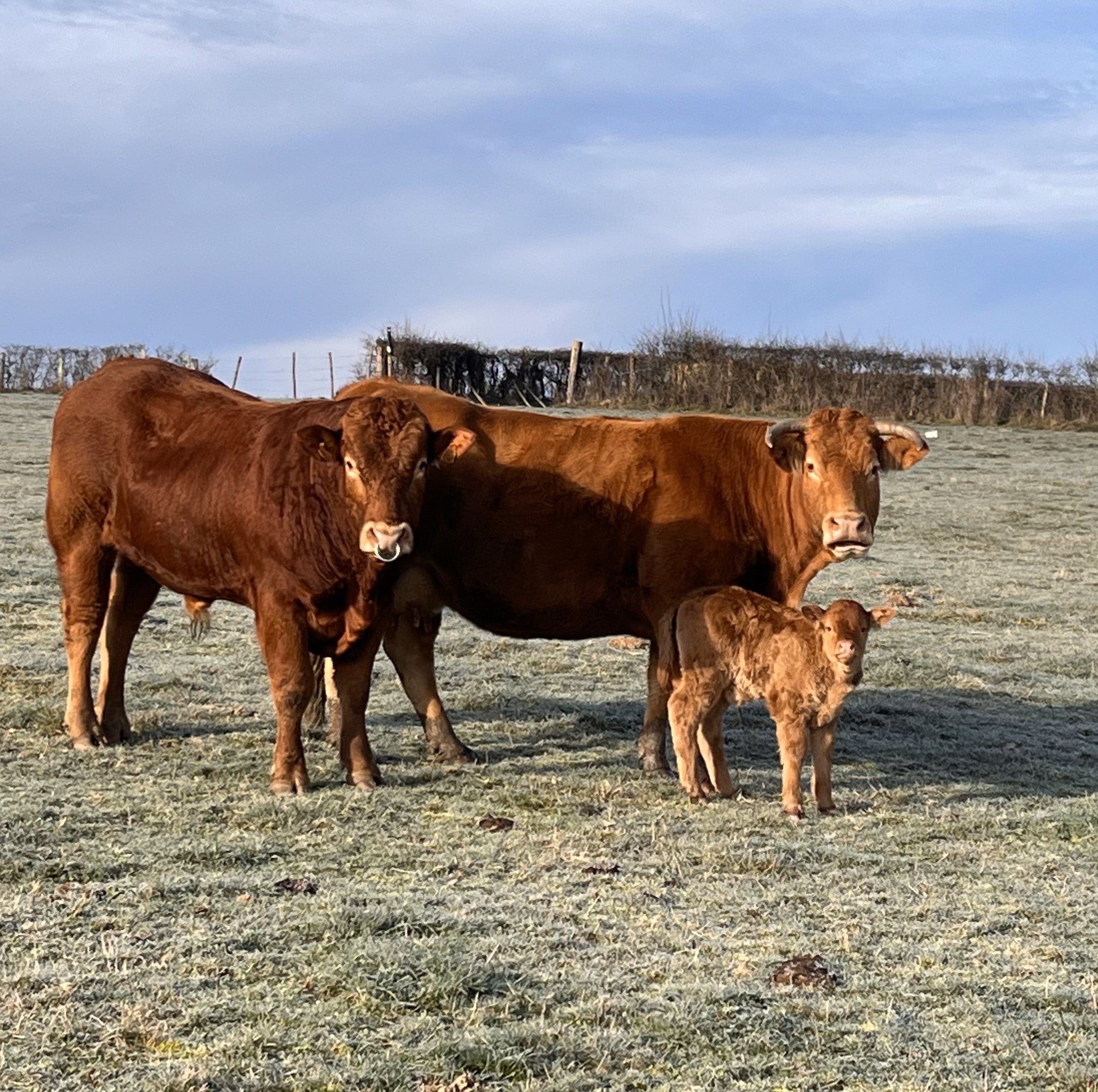 Vache, taureau et veau limousin