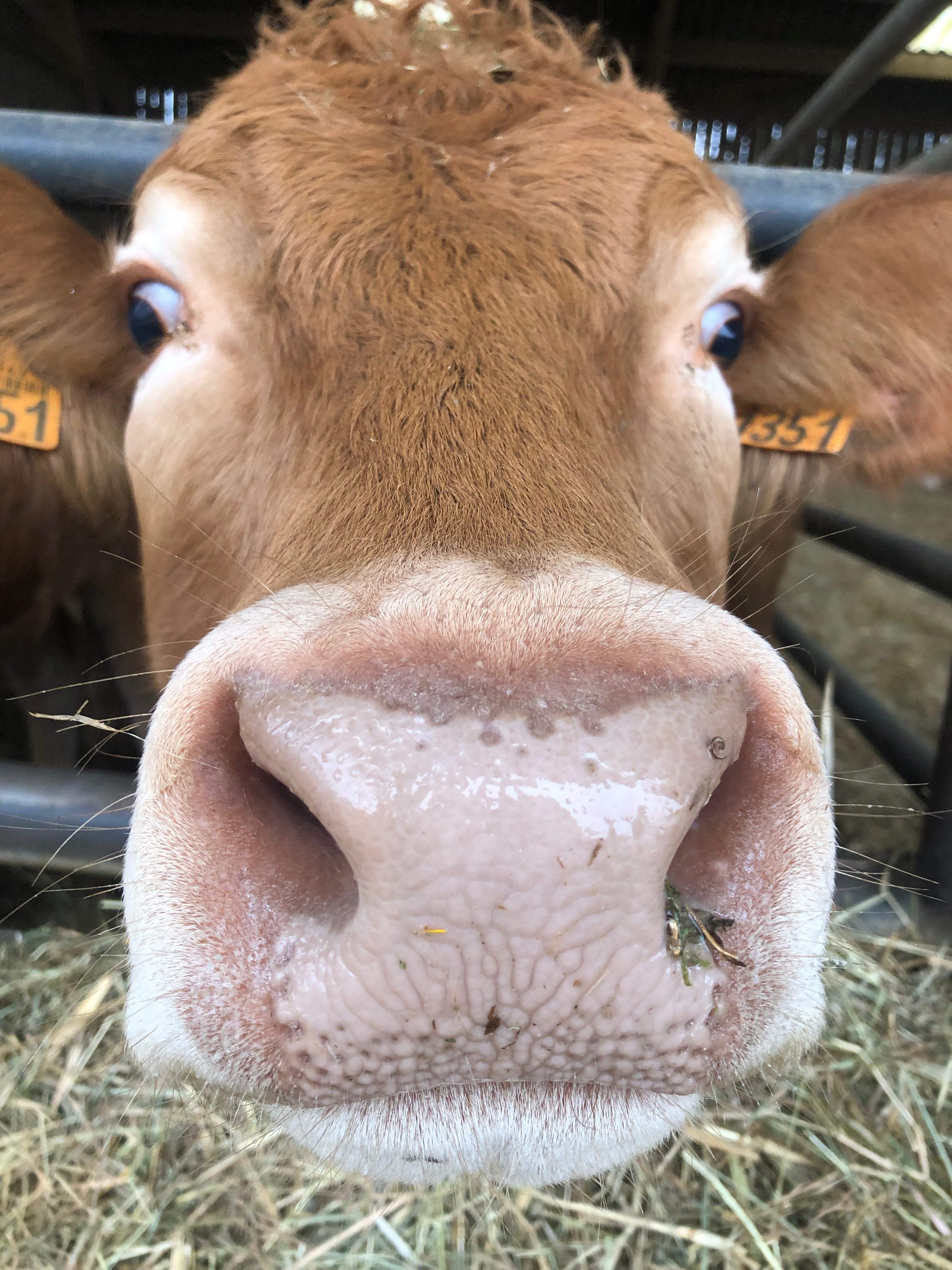 Museau de vache limousine